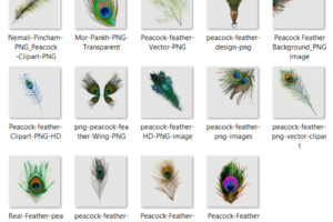 Peacock Feather PNG