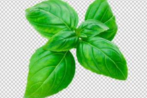 Basil Leaf PNG