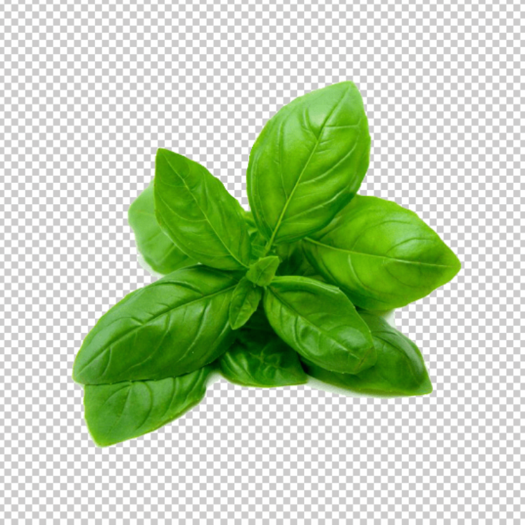 Basil-Leaves-PNG