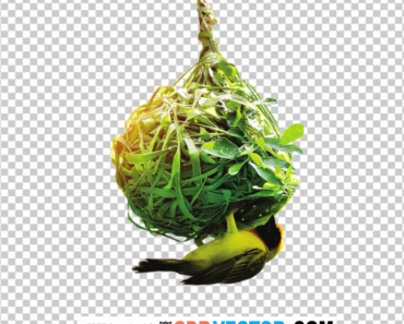 Bird with Nest Images PNG Transparent