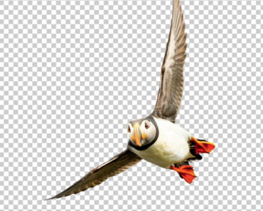 Birds Flying Front PNG