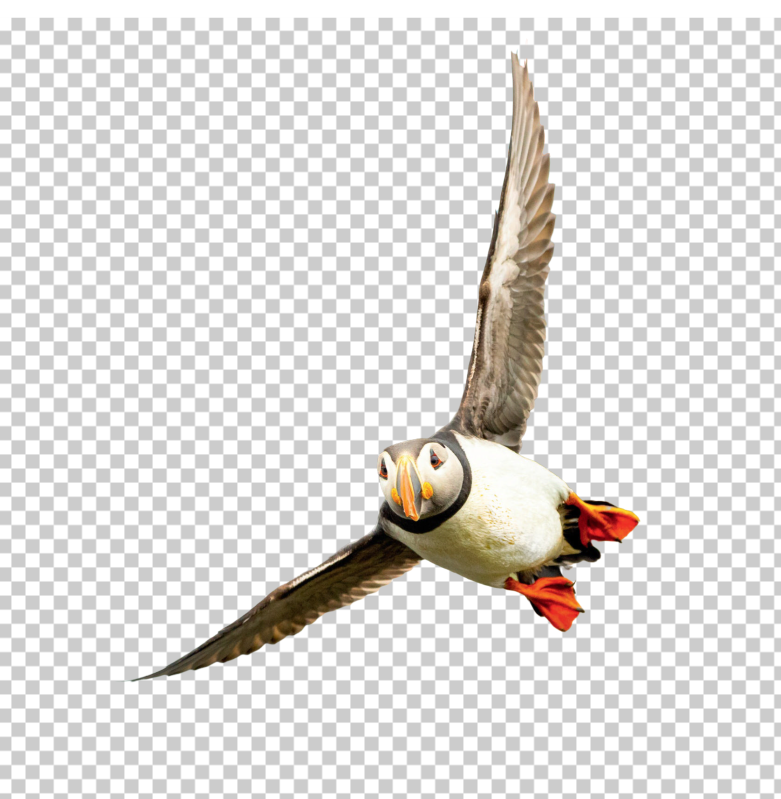 Birds-Flying-Front-PNG-puffin-flying