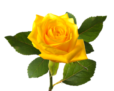 Yellow Rose PNG Transparent Images Gallery FREE