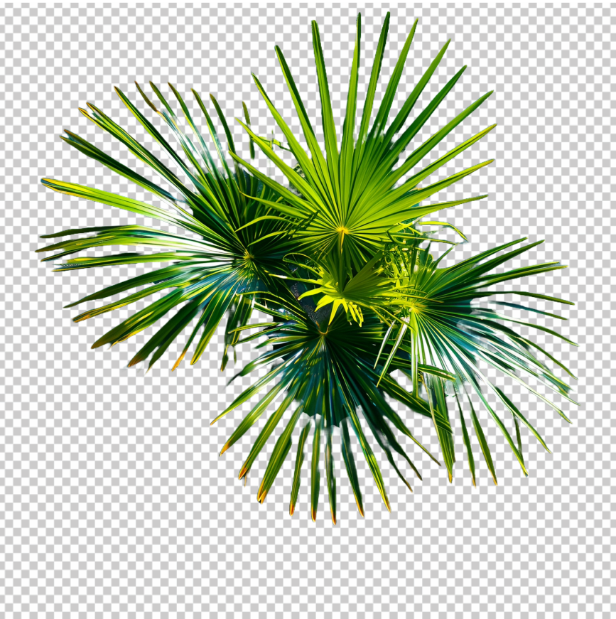 Coconut-Tree-Top-View-PNG-Free