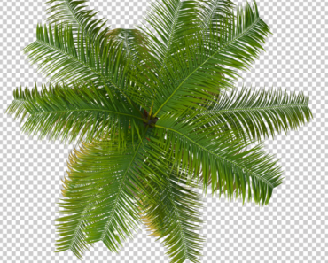 Coconut Tree Top View PNG