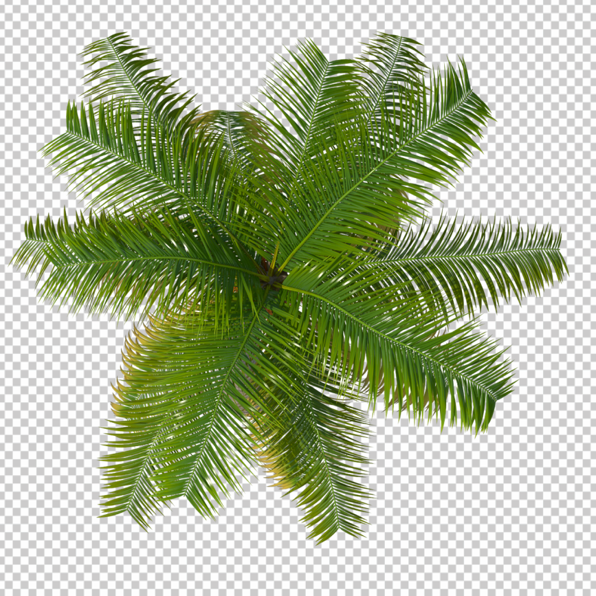Coconut-Tree-Top-View-PNG-Transparent