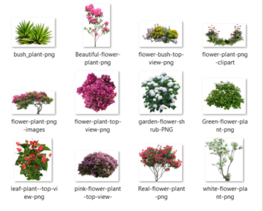 80+ Flower Plant PNG HD cutout Images FREE