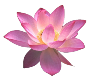Flower_lotus
