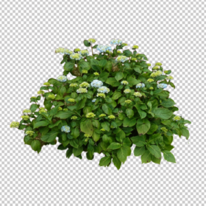 Green-flower-plant-png