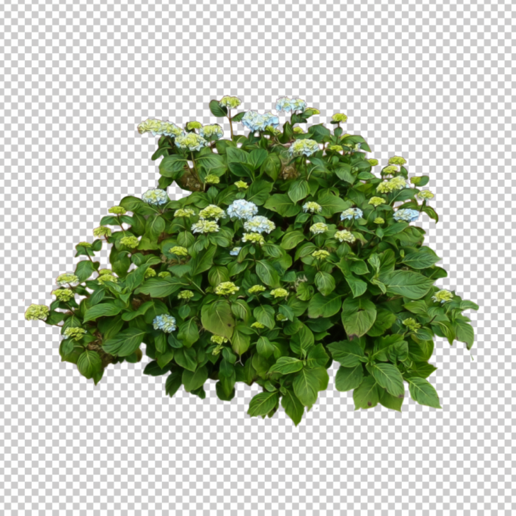 Green-flower-plant-png