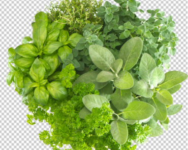 Green Herbs Plant PNG Top View