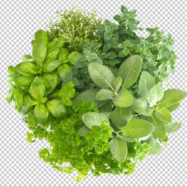 Green-herbs-plant-png-top-view-free-download