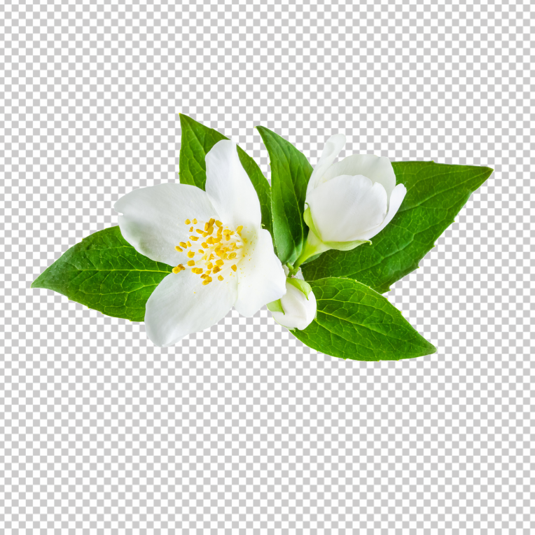 Jasmine flower PNG images