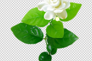 Jasmine Flower PNG images free download