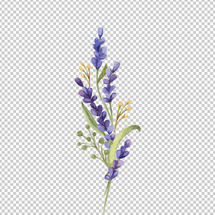 Lavender-Drawing-PNG