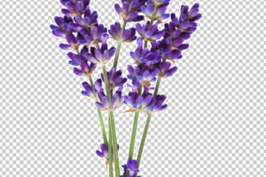 Lavender Flowers PNG Transparent images free download