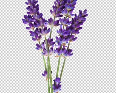Lavender Flowers PNG Transparent images free download