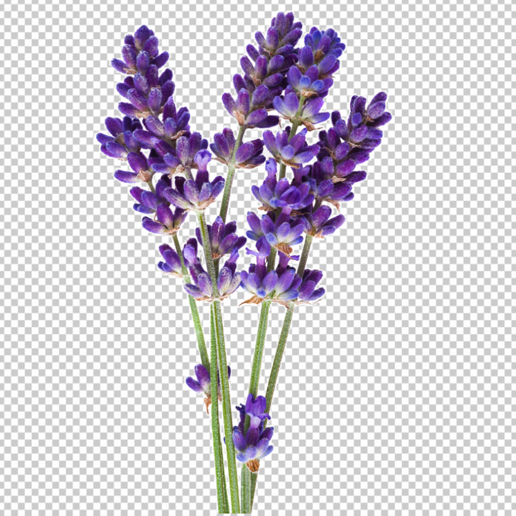 Lavender-Flower-PNG