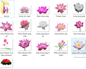 Lotus Flower PNG images free download