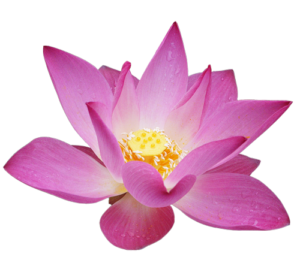 Lotus_Flower_Clipart