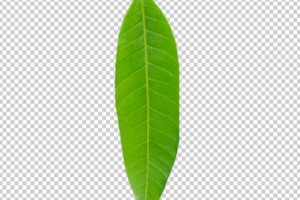 Mango Leaf PNG Transparent images free download