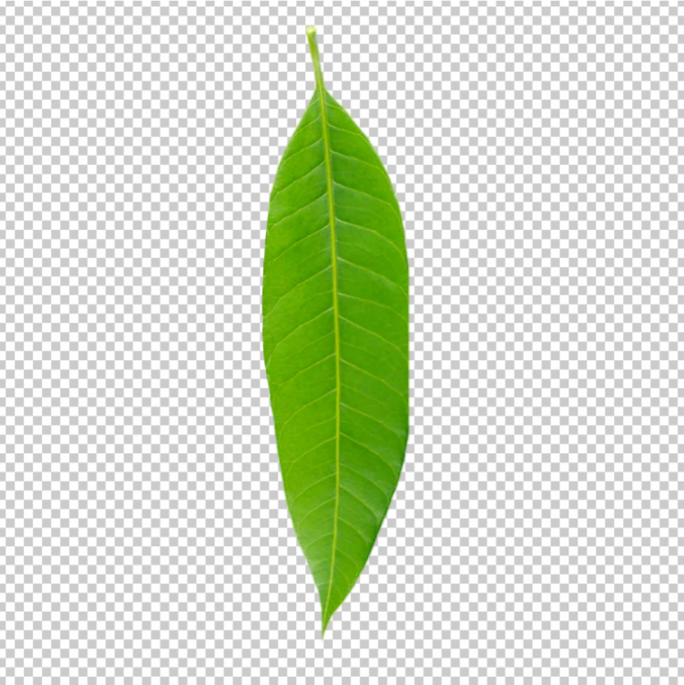 Mango-Leaf-Decoration-PNG