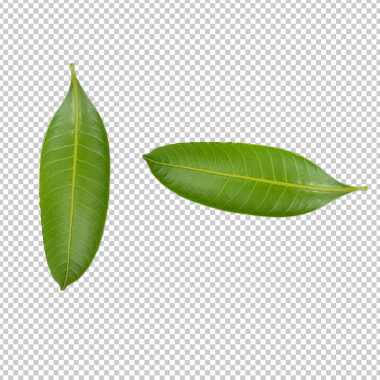 Mango-Leaf-Toran-Png