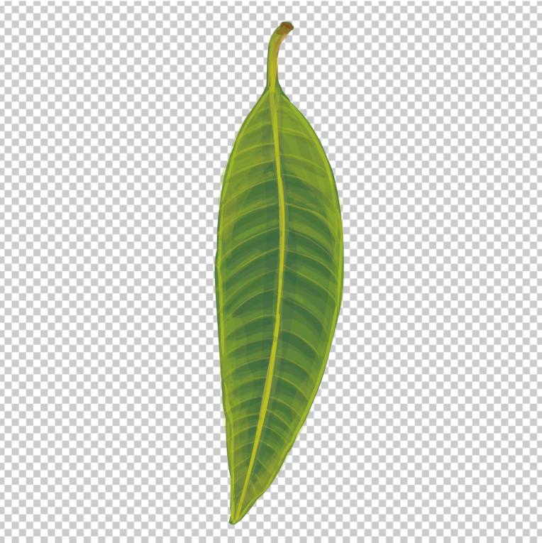 Mango-Leaf-Vector-PNG