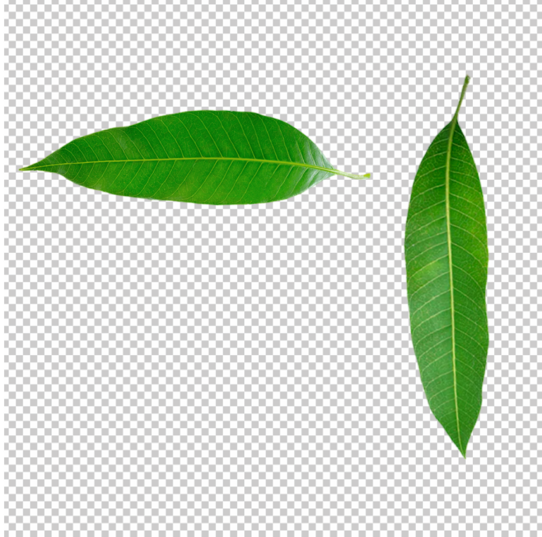 Mango-Leaf-png-HD