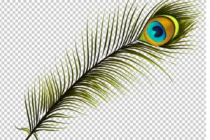 Peacock Feather Vector PNG