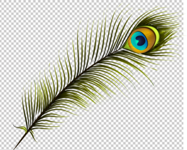 Peacock Feather Vector PNG