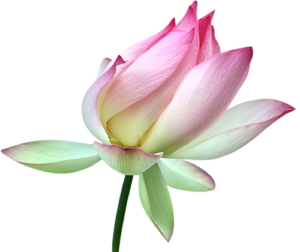 PNG_Lotus_Bud_Clipart