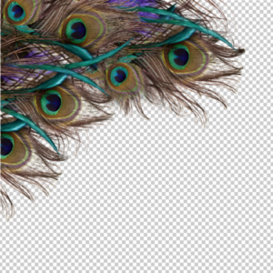 Peacock-Feather-Background_PNG-image