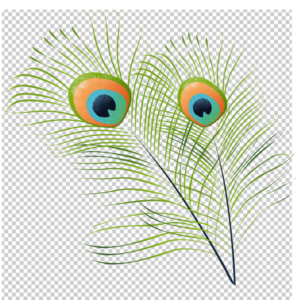 Peacock-feather-Vector-PNG