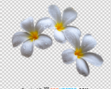 Plumeria Flower PNG