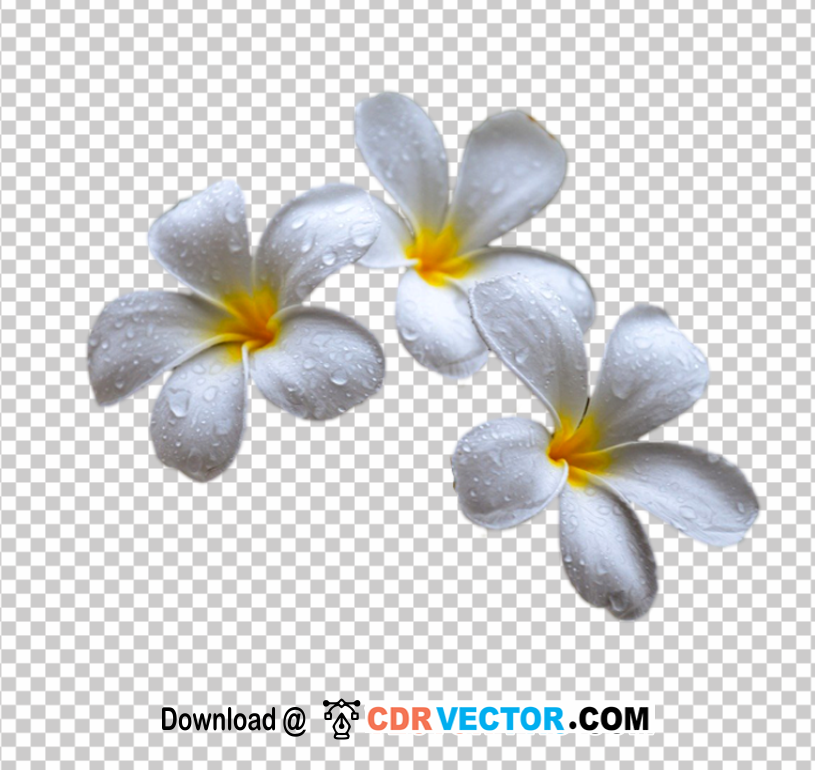 Plumeria-Flower-PNG-Transparent-Free-Download