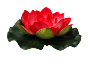 RED_Lotus_png_flower
