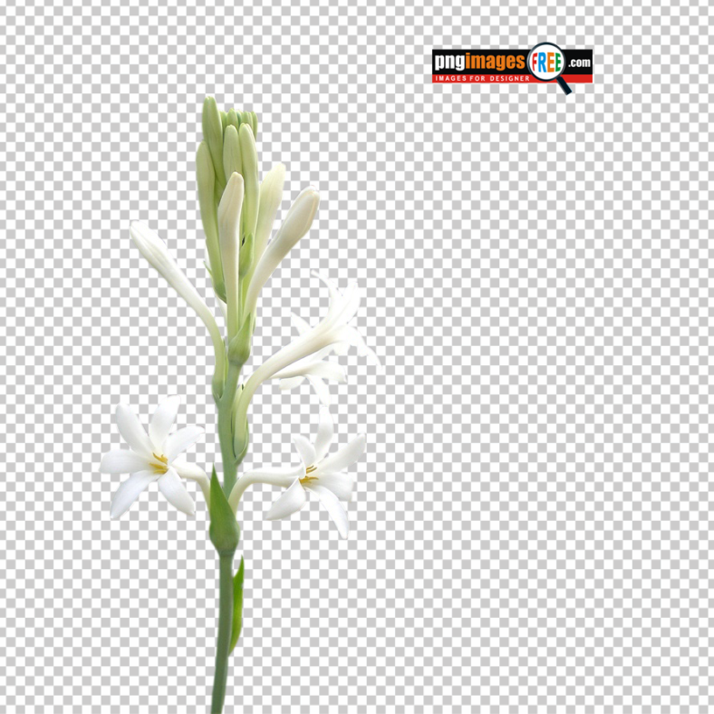 Rajanigandha-Flower-image-PNG