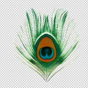 Real-Feather-peacock-png