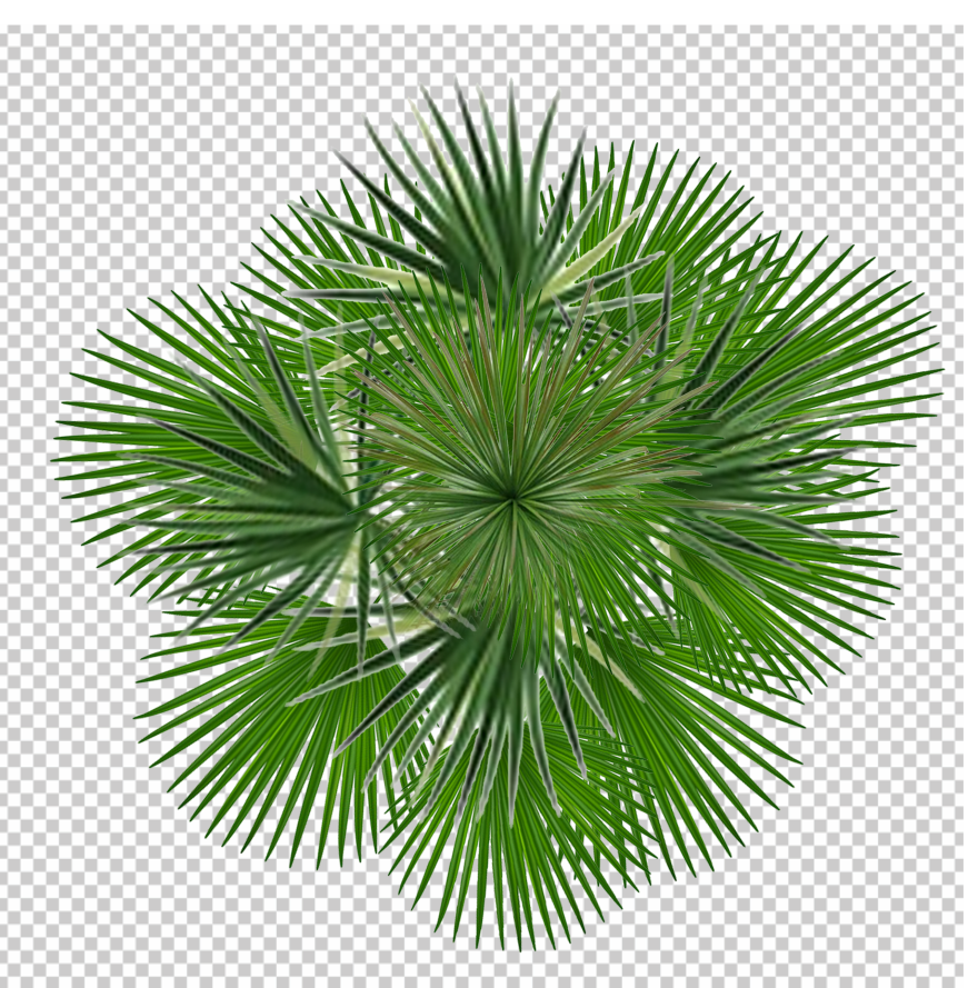 Top-View-Coconut-Tree-PNG