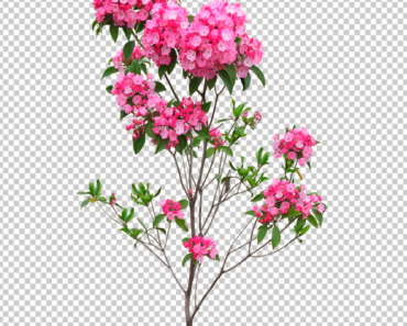 Flowering Plants PNG & PSD files FREE