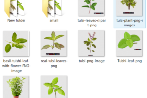 Tulsi Plant PNG Transparent images FREE download