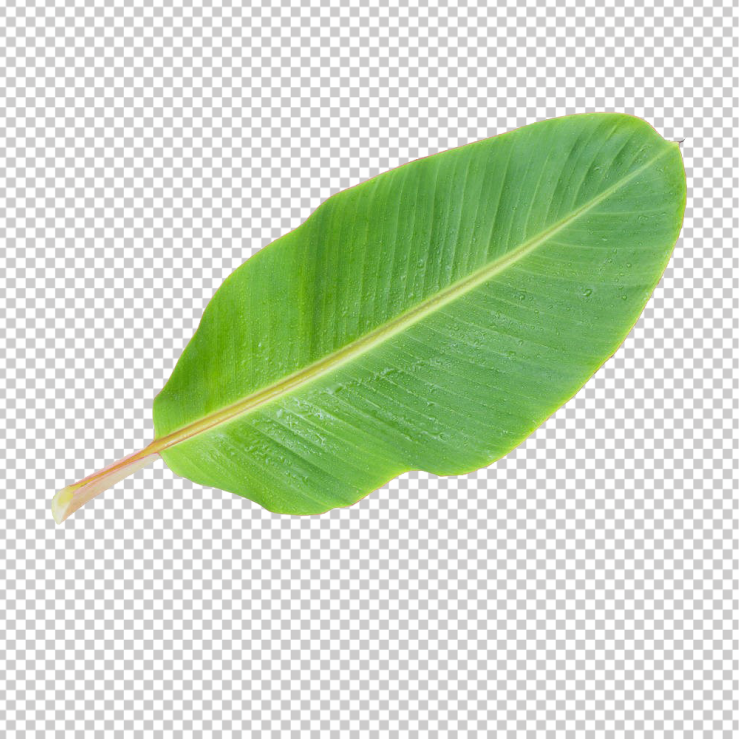 banana-tree-leaf-png