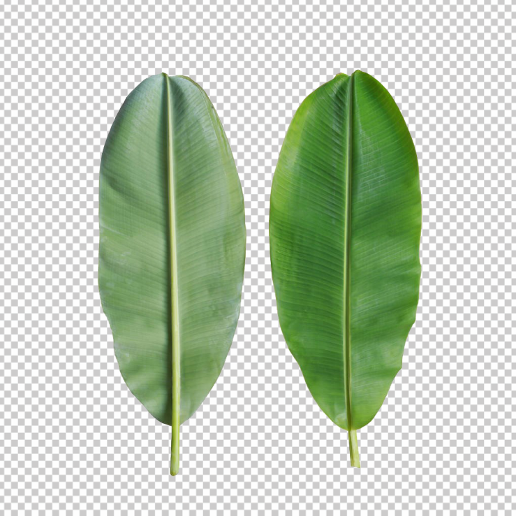 banana-tree-leaf