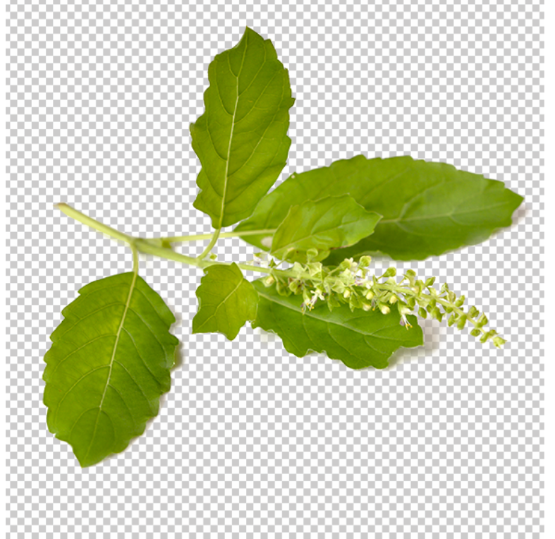 basil-tulshi-leaf-with-flower-PNG-image