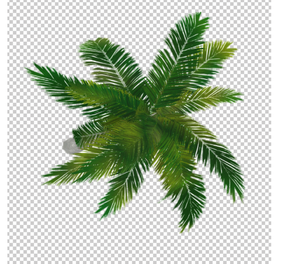coconut-tree-top-view-png