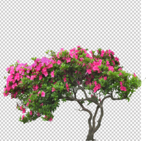 Flower-plant-png-images