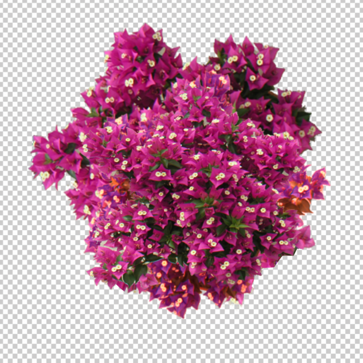 flower-plant-top-view-png