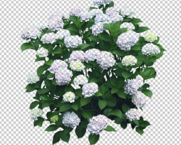 Flower Plant Top View PNG