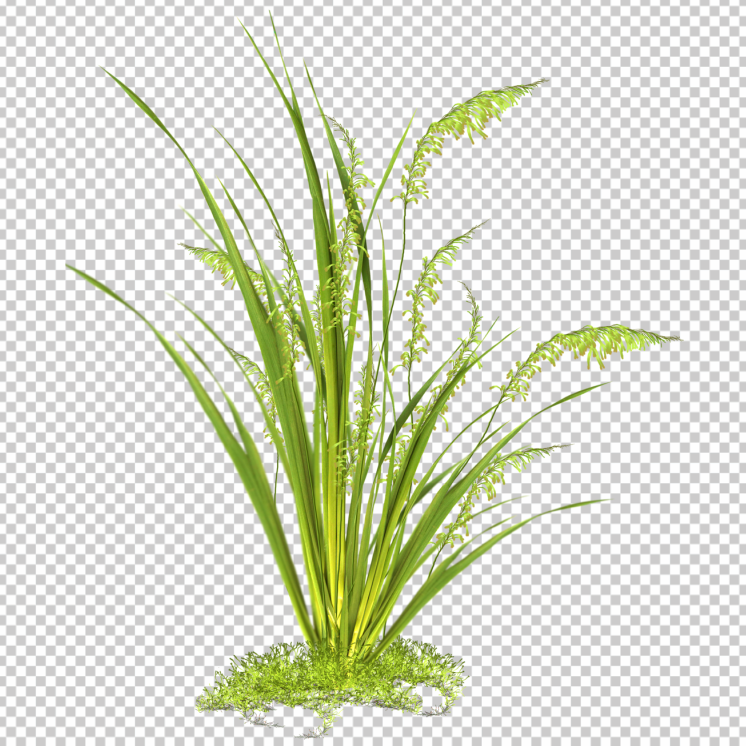 long-grass-png